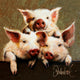 3 piglets